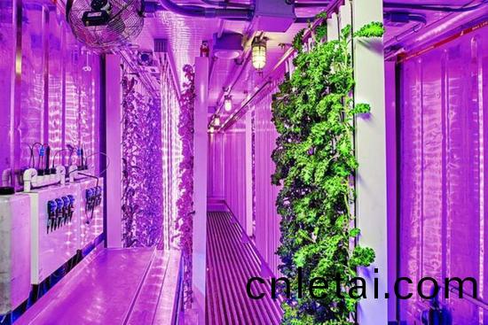 集裝(zhuang)箱(xiang)辳場(chang)開(kai)始火了(le)，特(te)斯拉CEO的弟(di)弟也(ye)開始(shi)在(zai)