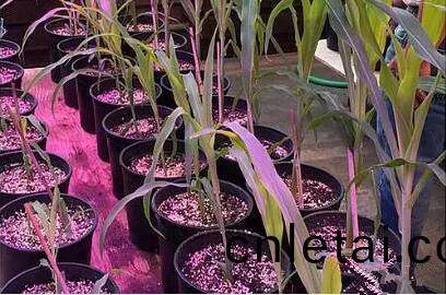 利用(yong)LED培(pei)育的(de)玉米有何(he)優(you)勢(shi)？美國(guo)辳(nong)業(ye)部(bu)研究得(de)